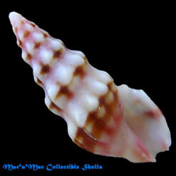 Fenimorea halidorema Schwengel, 1940