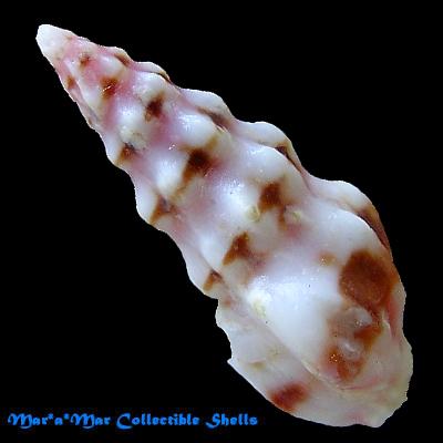 Fenimorea halidorema Schwengel, 1940 - Imagem 2