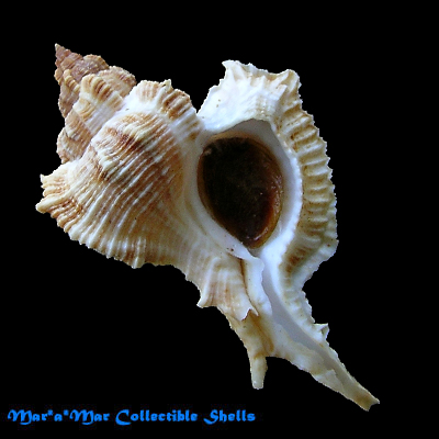 Chicoreus senegalensis (Gmelin, 1790)