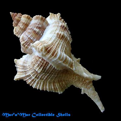 Chicoreus senegalensis (Gmelin, 1790) - Image 2