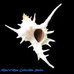 Chicoreus formosus (Sowerby, 1841)