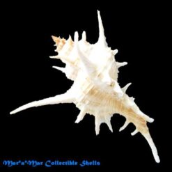 Chicoreus formosus (Sowerby, 1841) - Imagem 2
