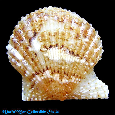 Leptopecten bavayi Dautzemberg, 1927