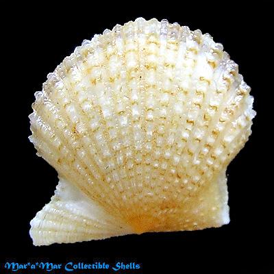 Alternative view of Leptopecten bavayi Dautzemberg, 1927