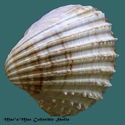 Acanthocardia aculeata (L., 1767)