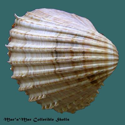 Acanthocardia aculeata (L., 1767) - Imagem 2