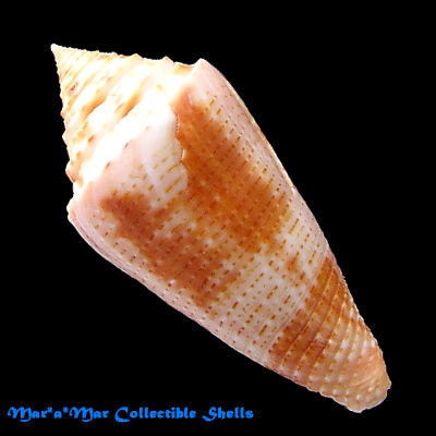 Conus ericmonnieri Petuch & Myers, 2014