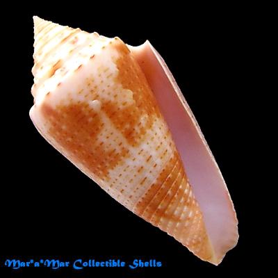 Conus ericmonnieri Petuch & Myers, 2014 - Imagem 2