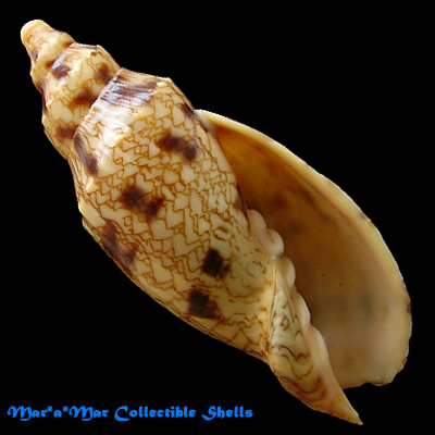 Odontocymbiola macaensis Calvo & Coltro, 1997