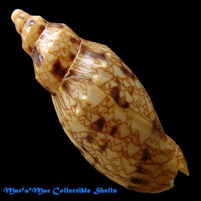 Odontocymbiola macaensis Calvo & Coltro, 1997 - Imagem 2