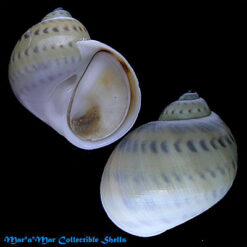 Natica marochiensis Gmelin, 1791.