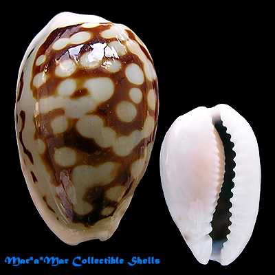 Cypraea (Cribrarula) esontropia francescoi Lorenz, 2002