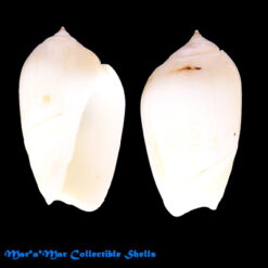 Olivancillaria urceus (Roding, 1798)