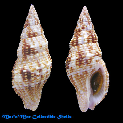 Cantharus iostomos Gray, 1834Gray, 1834