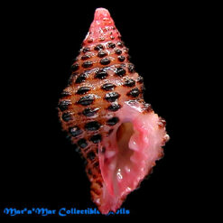 Muricopsis withrowi Vokes & Houart, 1986