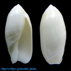 Ancilla faustoi Mathews & Mathews,1978