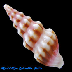 Fenimorea halidorema Schwengel, 1940