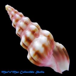 Alternative view of Fenimorea halidorema Schwengel, 1940