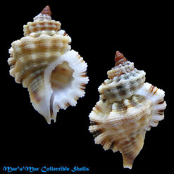 Cymatium labiosum (Wood, 1828)