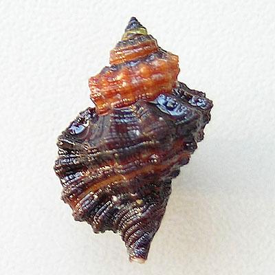 Cymatium labiosum (Wood, 1828) - Image 2