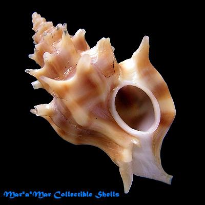 Typhis bullisi Gertmann, 1969 - Imagem 2