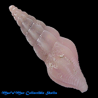 Ithycythara sp.