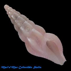 Ithycythara sp. - Image 2