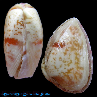 Corbula dietziana C.B.Adams, 1852