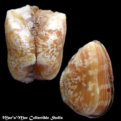 Corbula dietziana C.B.Adams, 1852 - Imagem 2