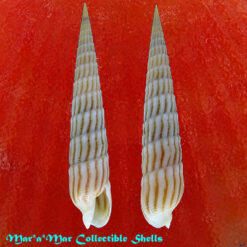 Terebra cf. columellaris Hinds, 1844