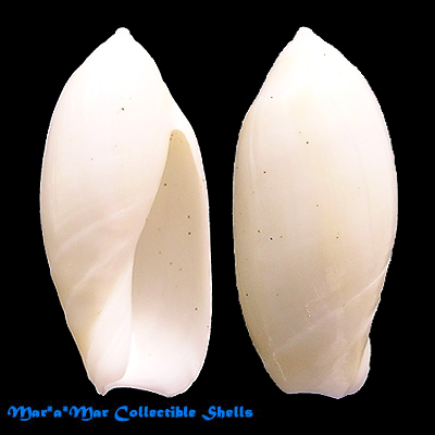 Ancilla faustoi Mathews & Mathews,1978