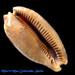 Alternative view of Macrocypraea zebra Linnaeus, 1758