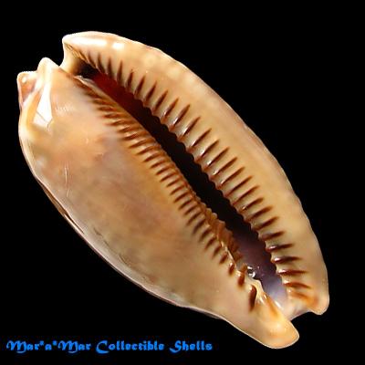 Macrocypraea zebra Linnaeus, 1758 - Image 2