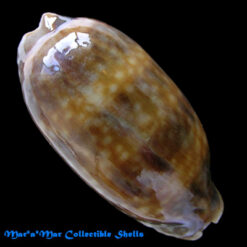 Macrocypraea zebra Linnaeus, 1758