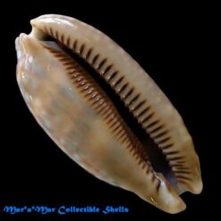 Alternative view of Macrocypraea zebra Linnaeus, 1758