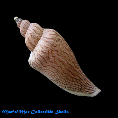Fulgoraria ericarum Douté, 1997