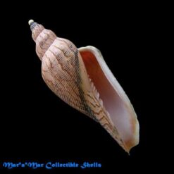 Alternative view of Fulgoraria ericarum Douté, 1997