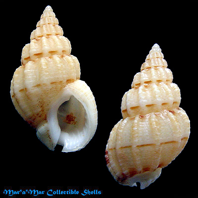 Nassarius sp.