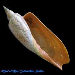 Alternative view of Zidona dufresnii (Donovam, 1823)