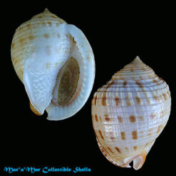 Semicassis granulata  Gmelin, 1791*