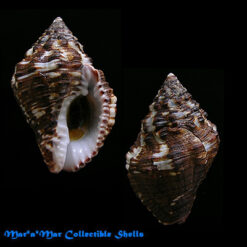 Pisania auritula (Link, 1807)