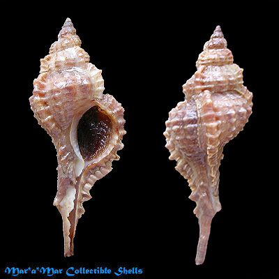 Siratus coltrorum E. Vokes, 1991