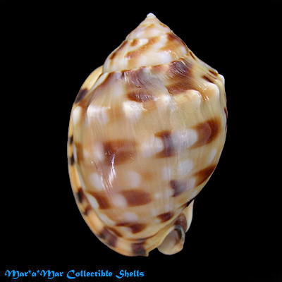 Semicassis labiata iheringi (Carcelles, 1953)*
