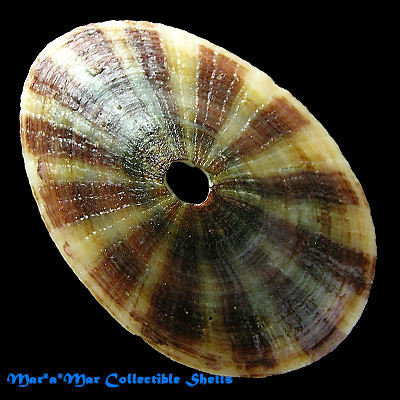 Fissurella maxima Sowerby, 1835