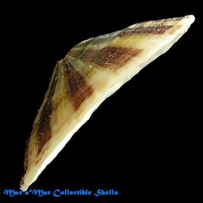 Fissurella maxima Sowerby, 1835 - Image 2