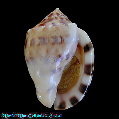 Semicassis labiata iheringi (Carcelles, 1953)* - Imagem 2