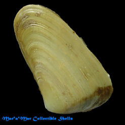 Mesodesma donacium (Lamarck, 1818)