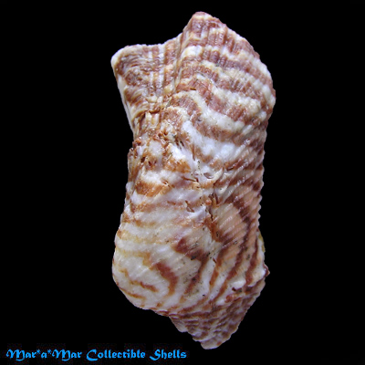 Arca zebra (Swainson, 1833)