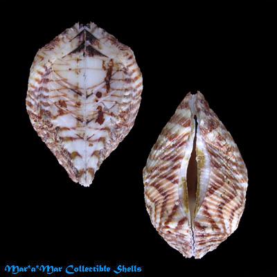 Arca zebra (Swainson, 1833) - Image 2