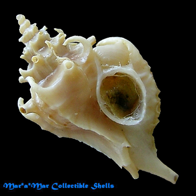 Typhis clerii (Petit, 1840)
